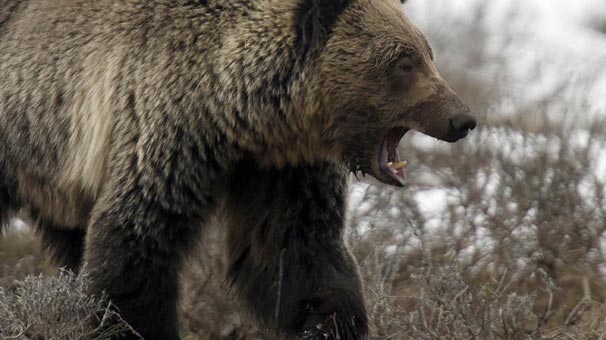 Ormanda doğurmak zorunda kalan kadına ayılara karşı polis çemberi