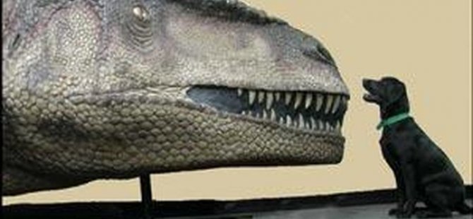 Yeni bir etobur dinozor türü keşfedildi