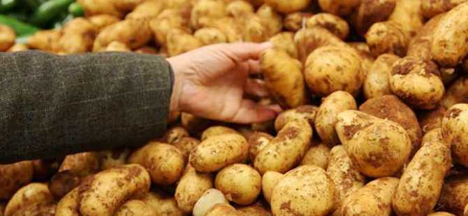 İlkbahar patatesi askı listelerindeki bulgulara 2 Temmuz’a kadar itirazda bulunulabilecek
