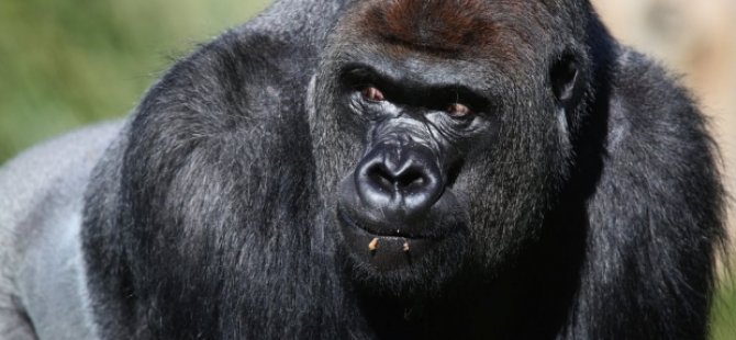 Londra Hayvanat Bahçesi'nde kaçak goril paniği