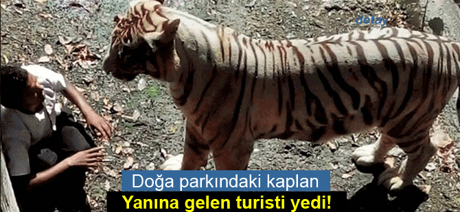 Doğa parkındaki kaplan, yanına gelen turisti yedi