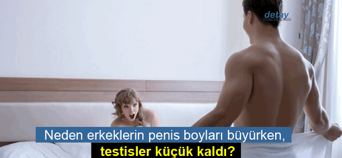 Neden erkeklerin penis boyları evrimleşip büyürken, testisler küçük kaldı?