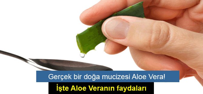 Gerçek bir doğa mucizesi Aloe Vera! İşte Aloe Veranın faydaları