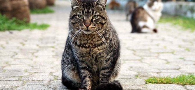 Fas parlamentosunun genişletilmesine 'kedi' engeli