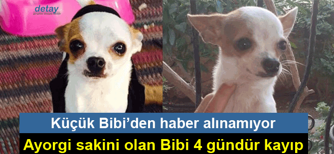 Minik Bibi'yi bulan ödüllendirilecek