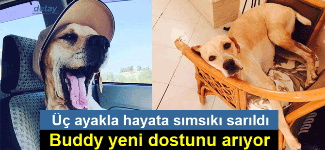 Buddy yeni hayat arkadaşını arıyor!