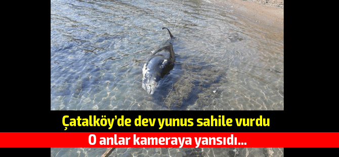 VİDEOLU: Çatalköy'de dev yunus karaya vurdu!