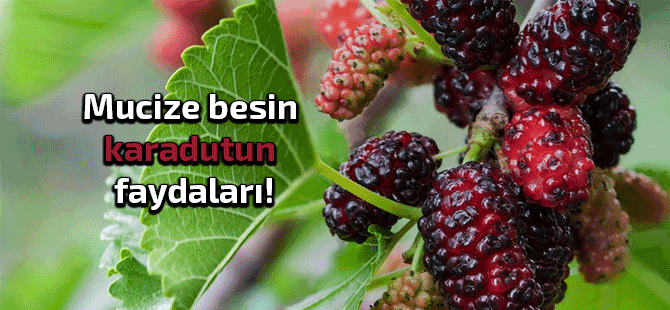 Karadutun faydaları nelerdir?