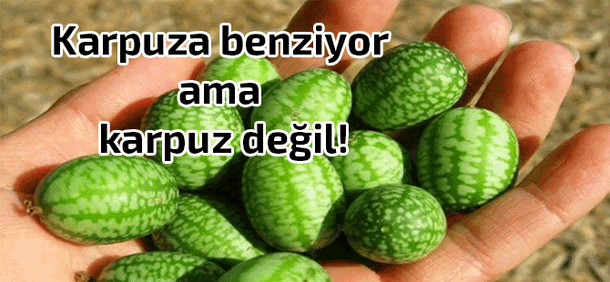 Cucamelon nedir?