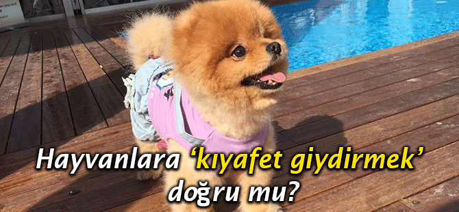 Hayvanlar bu kıyafetler içinde mutlu mu?