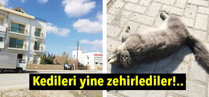 Kedileri yine zehirlediler!..