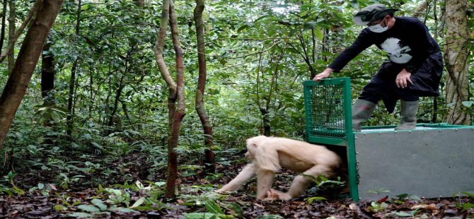 Kurtarılan albino orangutan doğaya bırakıldı