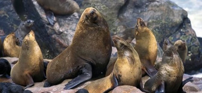 Mikroplastik deniz memelilerini tehdit ediyor