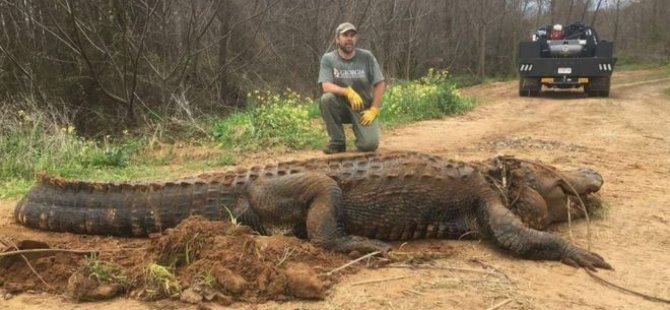 320 kilo ağırlığında dev bir timsah bulundu