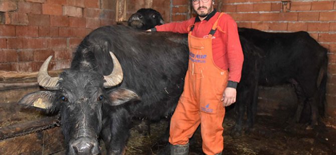 “Mandalara caz dinleterek süt verimini artırdım”