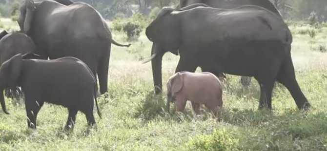 Güney Afrika’da pembe fil yavrusu böyle görüntülendi (Video)