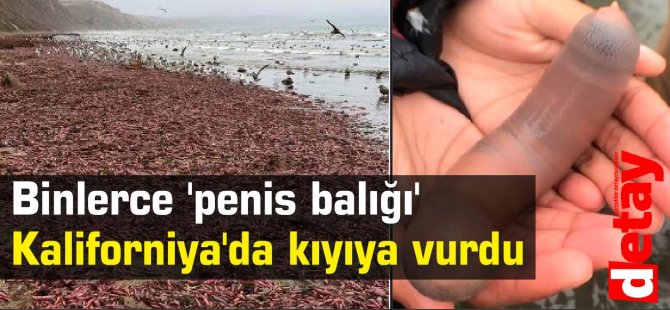 Binlerce 'penis balığı kıyıya vurdu