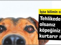 Tehlikede olsanız köpeğiniz sizi kurtarır mı: İşte bilimin cevabı