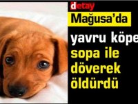 Gazimağusa’da, yavru köpeği sopa ile döverek öldürdü