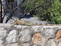 Alsancak'ta 1.5 metre İguana