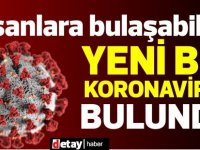 Araştırma: Yeni bir koronavirüsün insanlara da bulaşabileceği keşfedildi