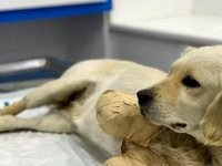 Ön iki bacağı kesilen yavru köpek hayati tehlikeyi atlattı