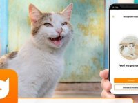 MeowTalk: Kedilerin miyavlamalarını tercüme eden uygulama