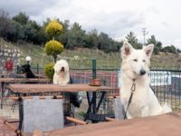 Mersin’de köpeklere özel kafe: Menüde biftekten pasta var