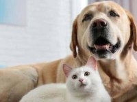 Seul’de belirti görülen kedi ve köpeklere Covid-19 testi yapılacak