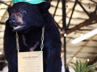 Aşırı doz kokainden ölen ayı ‘Pablo Escobear’in hikayesi sinemaya uyarlanıyor