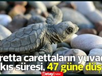 Caretta carettaların yuvadan çıkış süresi, iklim değişikliği nedeniyle 47 güne düştü