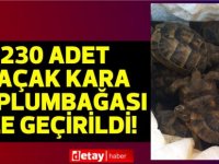 Mağusa Limanında 230 Adet Kaçak Kara Kaplumbağası Ele Geçirildi!