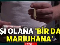 Aşı olana ‘bir dal mariuhana’ bedava