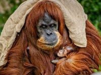 Yavru Sumatra Orangutanı Hayvanat Bahçesinin Neşe Kaynağı Oldu