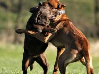 Yine Bir Köpek Katliamı Gerçekleşti