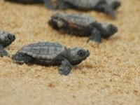 Yarın “Caretta Caretta Şenliği” Düzenlenecek