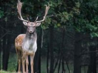 Kanada'da Geyiklerde İlk Kez Covid-19'a Yol Açan SARS-Cov-2'ye Rastlandı!