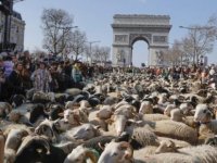 Paris’in en ünlü caddesini koyunlar doldurdu