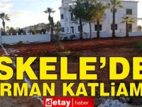 İskele’de Orman Katliamı