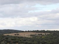 Avustralya’daki maden alanlarındaki ağaç kesimleri hayvan türlerini tehlikeye atıyor