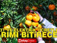 Narenciye Üreticiler Birliği: Elektrik ve akaryakıt zammı en çok döviz getiren narenciyeyi bitirecek