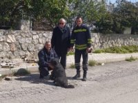 Girne’de Toprak Altında Mahsur Kalan Yavru Köpekleri Belediye Ekipleri Kurtardı