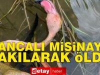 Kancalı misinaya takılan flamingo ölü bulundu