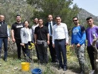 St. Hilarion Bölgesindeki Yabani Zeytin Ağaçları Aşılanıyor