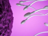 Obez ve zayıf erkekleri karşılaştırdılar: Sperm uyarısı