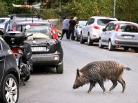 Roma'da domuz vebası vakası görülmesi üzerine piknik yasağı