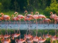 Flamingo testi erken ölüm riskinizi belirleyebilir