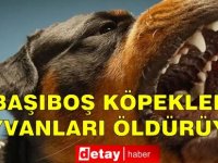 Başıboş köpekler 25 hayvanı öldürdü