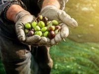 Zeytin üreticilerine, halkalı leke hastalığı ve zeytin pamuklu biti hakkında uyarı