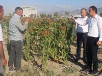 Bakan Oğuz Tütün Hasadını Yerinde İnceledi